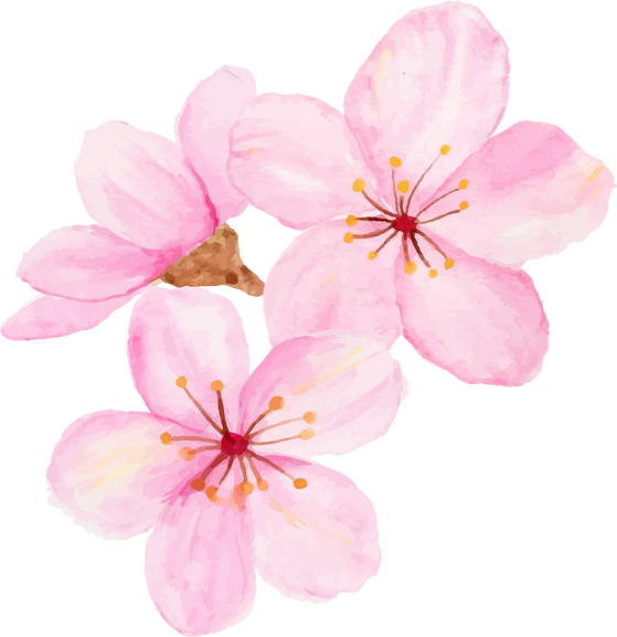 Watercolor sakura flower or cherry blossom.